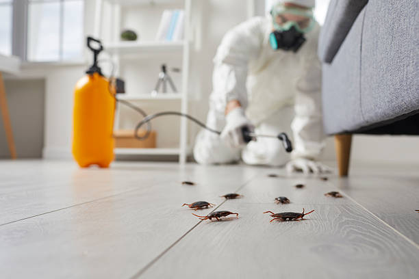 Post-Treatment Bed Bug Interceptor Monitoring in West Odessa